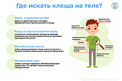 Где искать клеща на теле?